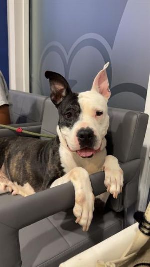 PEARL Pit Bull Terrier Dog