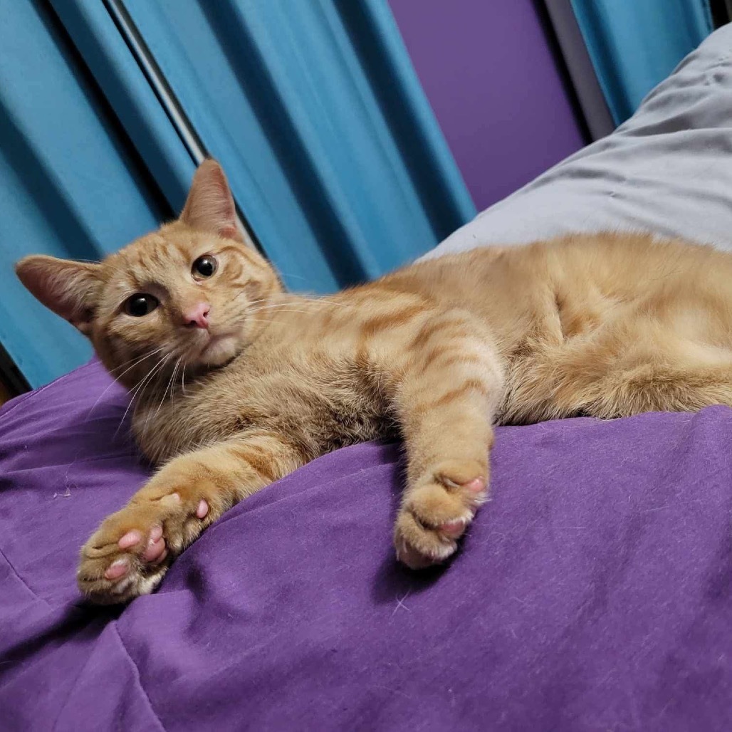 Rylee, an adoptable Domestic Short Hair in Wadena, MN, 56482 | Photo Image 1