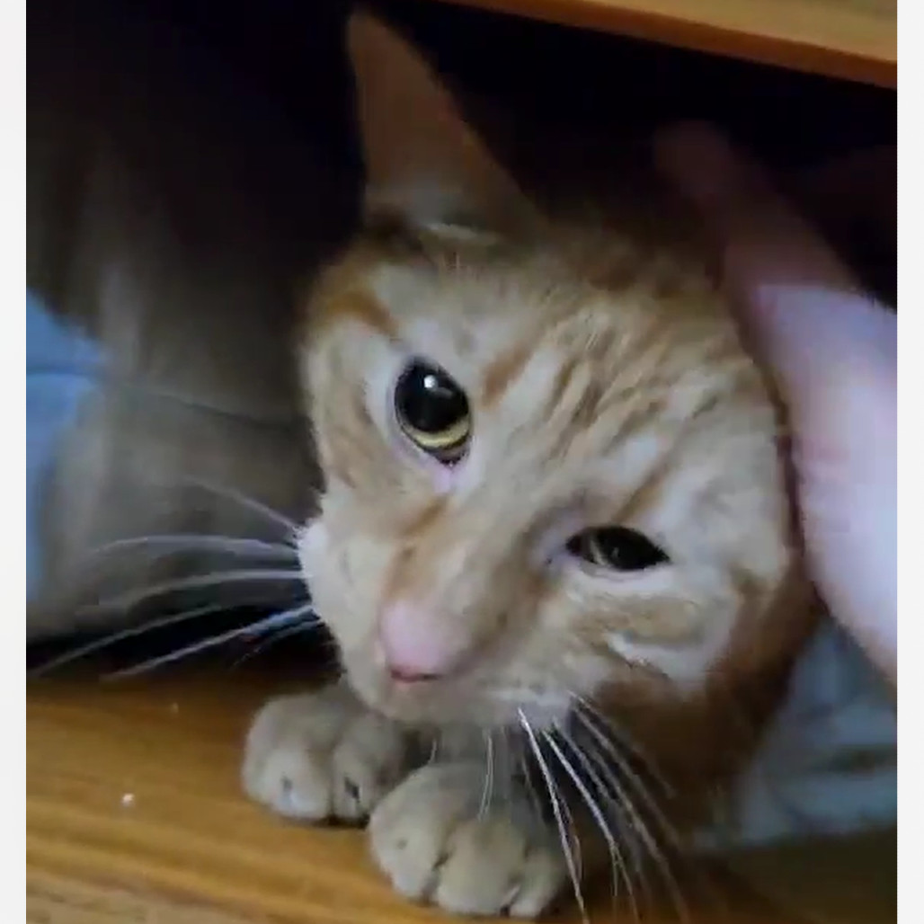 Rylee, an adoptable Domestic Short Hair in Wadena, MN, 56482 | Photo Image 3