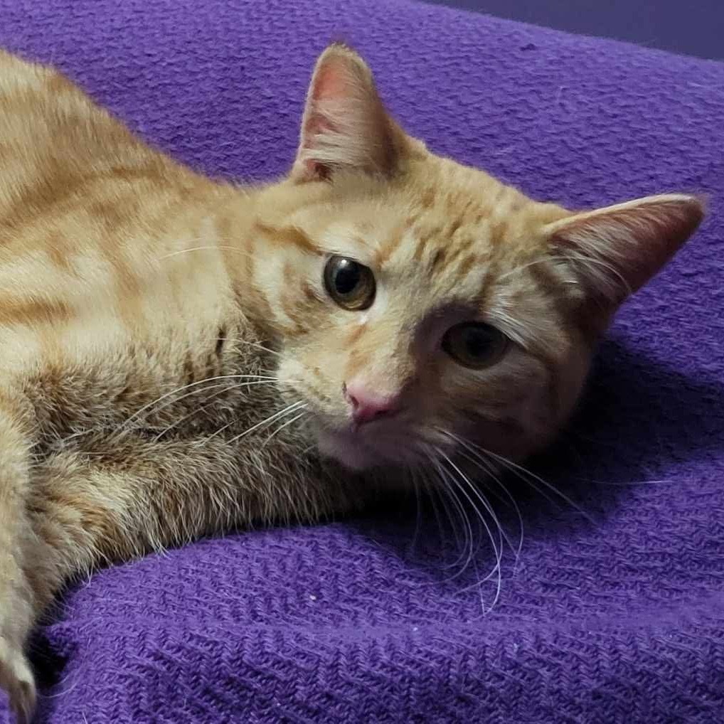 Rylee, an adoptable Domestic Short Hair in Wadena, MN, 56482 | Photo Image 4