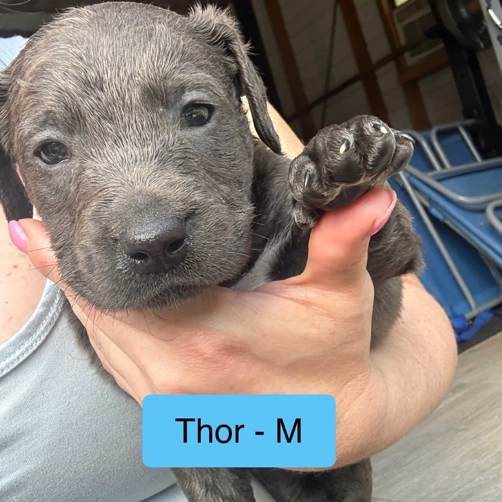 Thor Viking