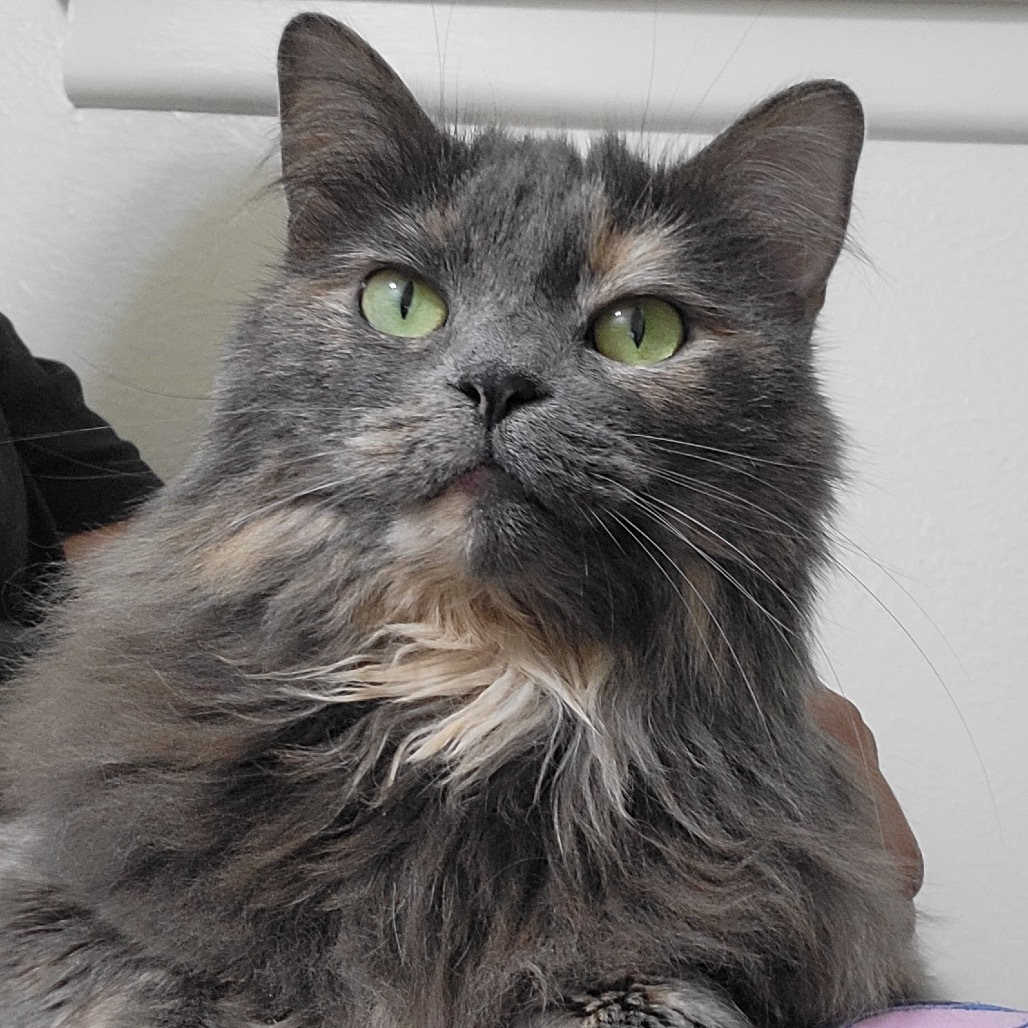 Pumpkin, an adoptable Domestic Long Hair in Midland, TX, 79707 | Photo Image 1
