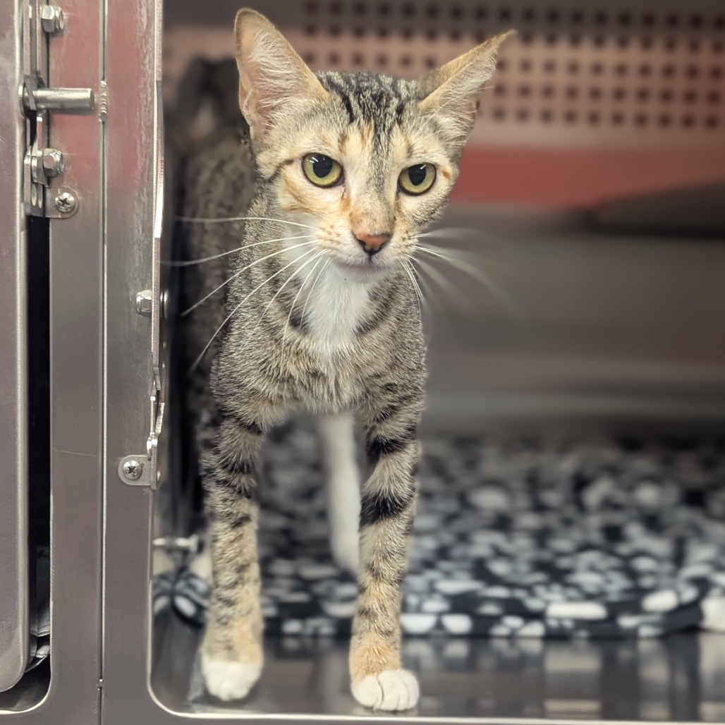 Socks, an adoptable Domestic Short Hair in Fort Collins, CO, 80526 | Photo Image 1