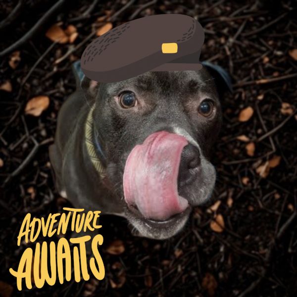 Scout thumbnail 1