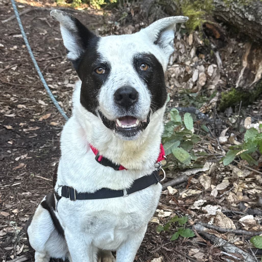 Paddy, an adoptable Mixed Breed in Fort Bragg, CA, 95437 | Photo Image 1