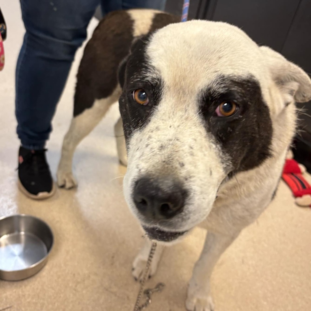 Paddy, an adoptable Mixed Breed in Fort Bragg, CA, 95437 | Photo Image 2