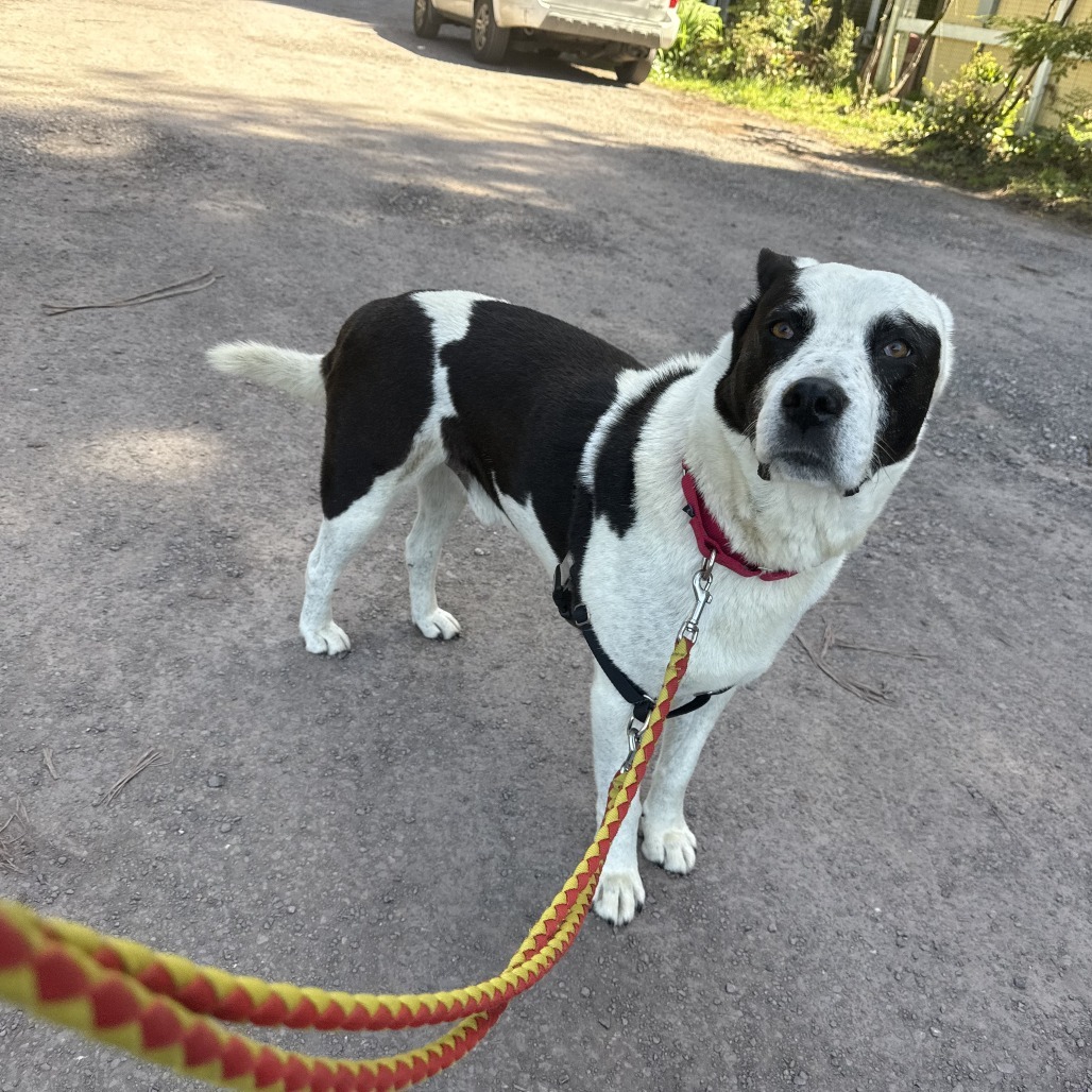 Paddy, an adoptable Mixed Breed in Fort Bragg, CA, 95437 | Photo Image 3
