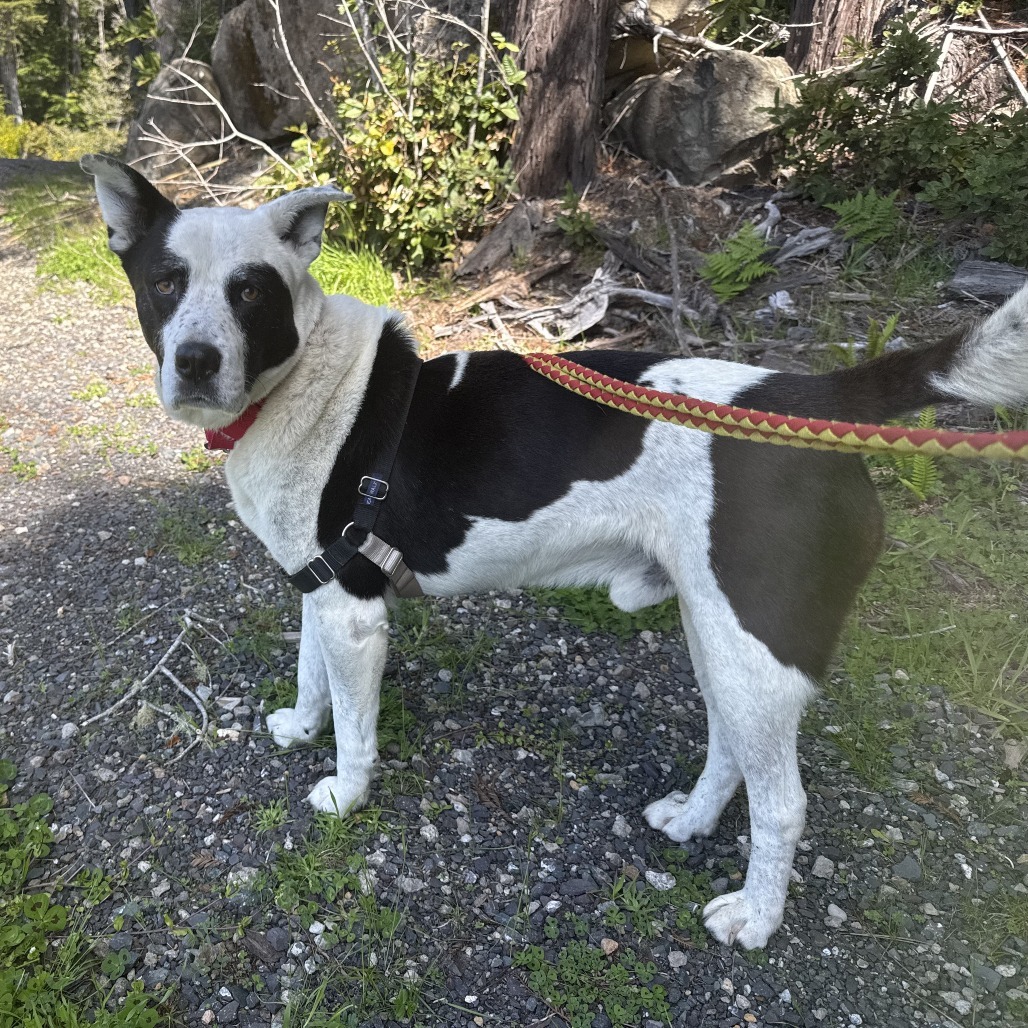 Paddy, an adoptable Mixed Breed in Fort Bragg, CA, 95437 | Photo Image 4