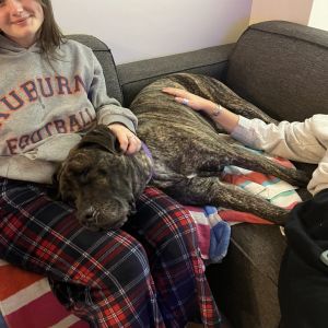 ELVIRA "Princess Coco" Mastiff Dog