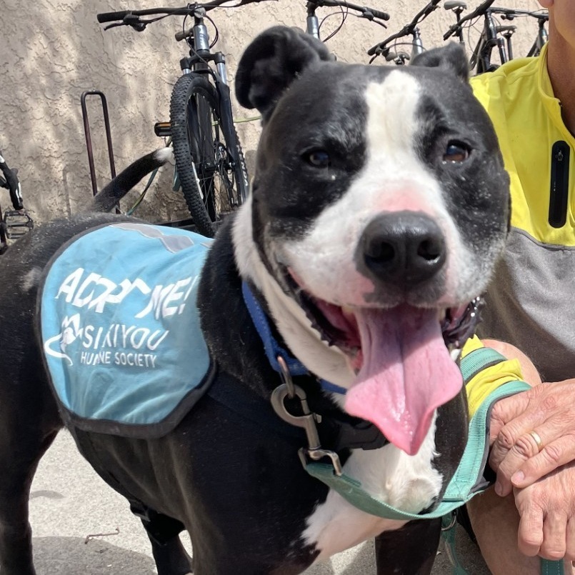 Buddy, an adoptable American Staffordshire Terrier, Mixed Breed in Mount Shasta, CA, 96067 | Photo Image 1