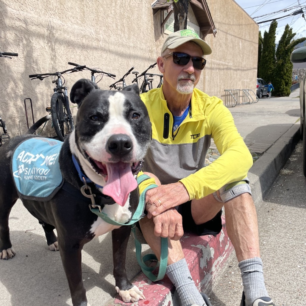 Buddy, an adoptable American Staffordshire Terrier, Mixed Breed in Mount Shasta, CA, 96067 | Photo Image 2