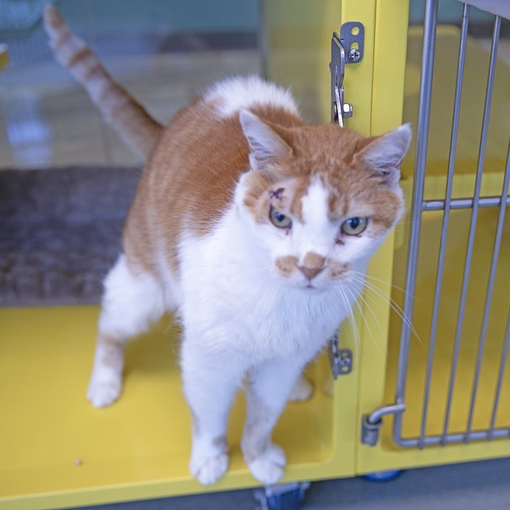 Ike, an adoptable Domestic Short Hair in Abilene, TX, 79602 | Photo Image 1