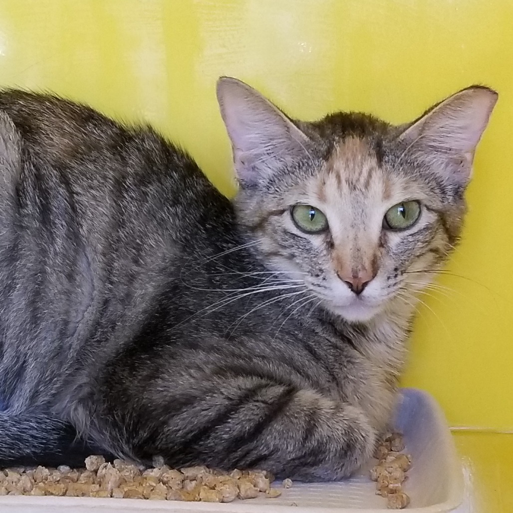 Pickles, an adoptable Domestic Short Hair in Abilene, TX, 79602 | Photo Image 1