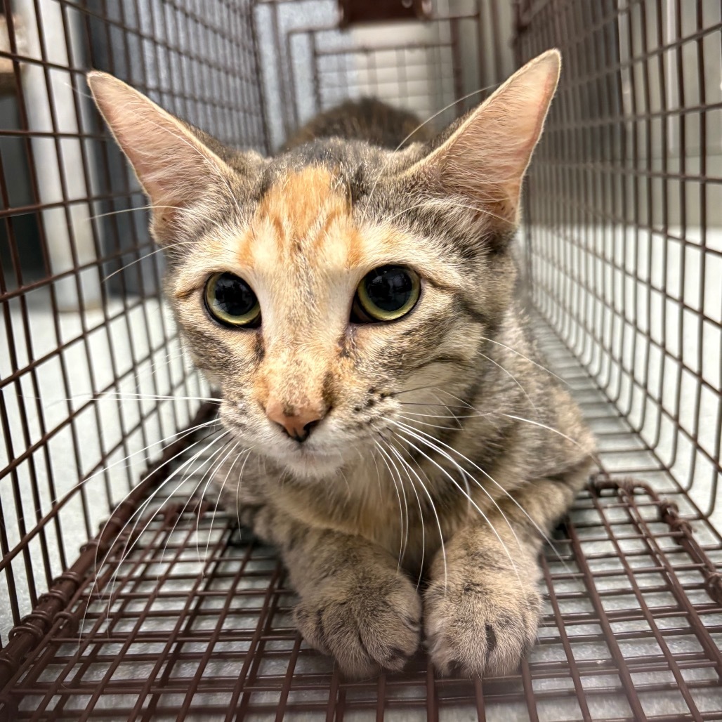 Pickles, an adoptable Domestic Short Hair in Abilene, TX, 79602 | Photo Image 2