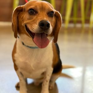 Meet Sonny Max This handsome 2-year-old beagle boy just joined our rescue Sonny Max is a total swe