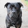 BLUTO