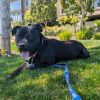 BLUTO