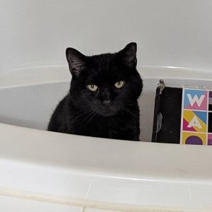 Midnight Storm, Adult Male unknown