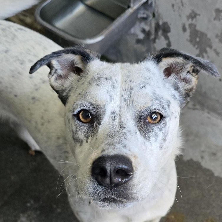 Pebbles A2189346