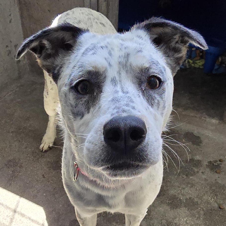 Pebbles A2189346