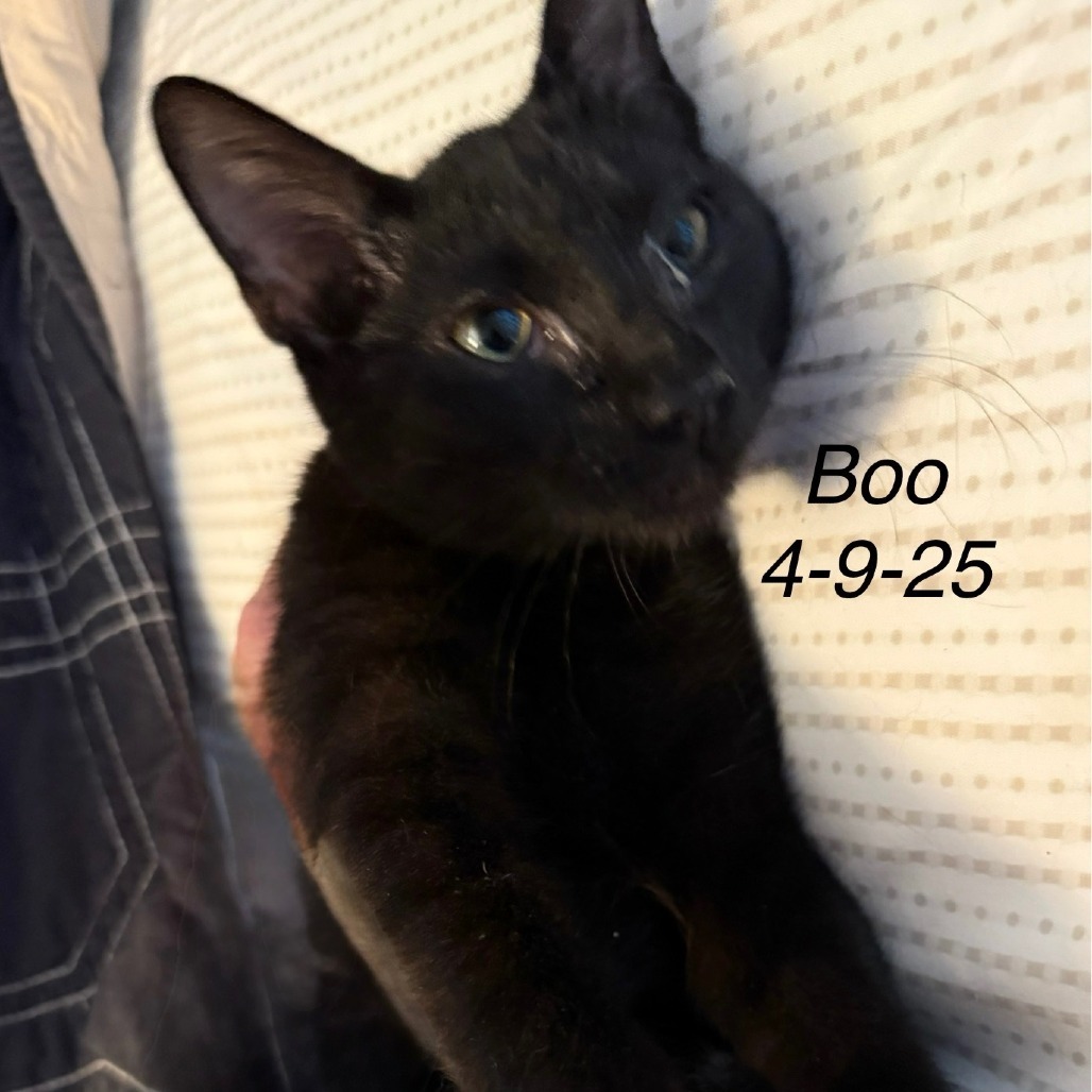 Boo, an adoptable Domestic Medium Hair in San Antonio, TX, 78253 | Photo Image 1