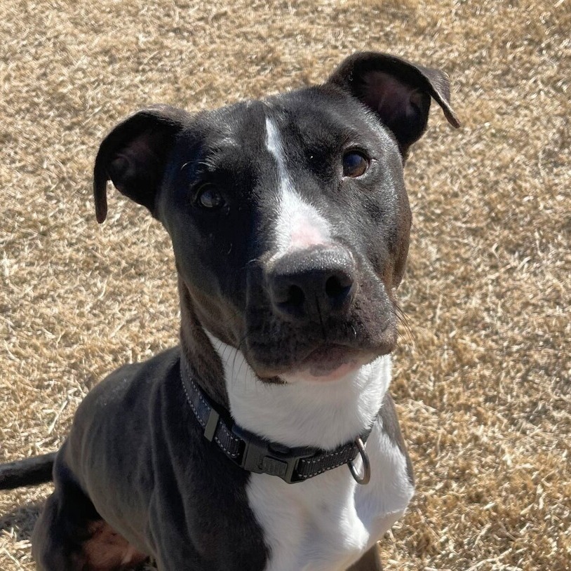 Oreo, an adoptable Pit Bull Terrier, Mixed Breed in McPherson, KS, 67460 | Photo Image 2