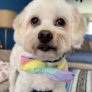 Amadeus, Senior Male unknown