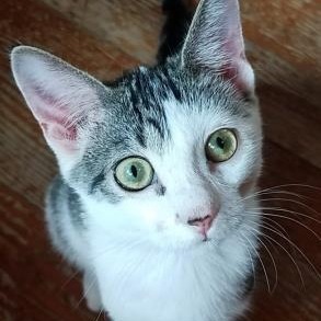 Gwen