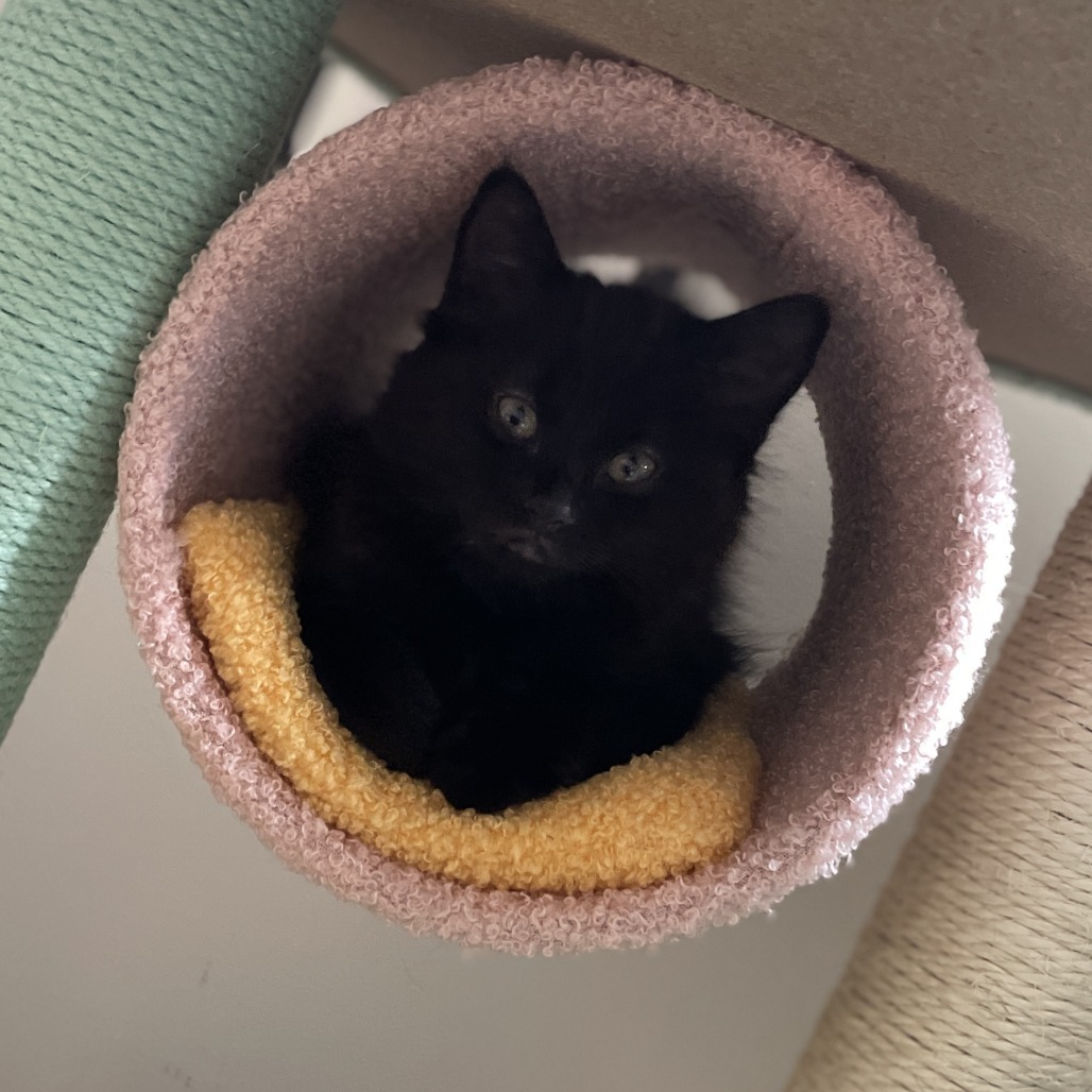 Yoshi (bonded with Birdo)