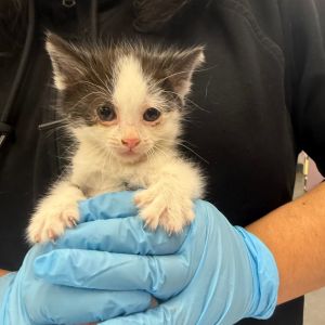 Eggwina is a smart and playful kitten Once she trusts you she purrs and chirps when petted and wi