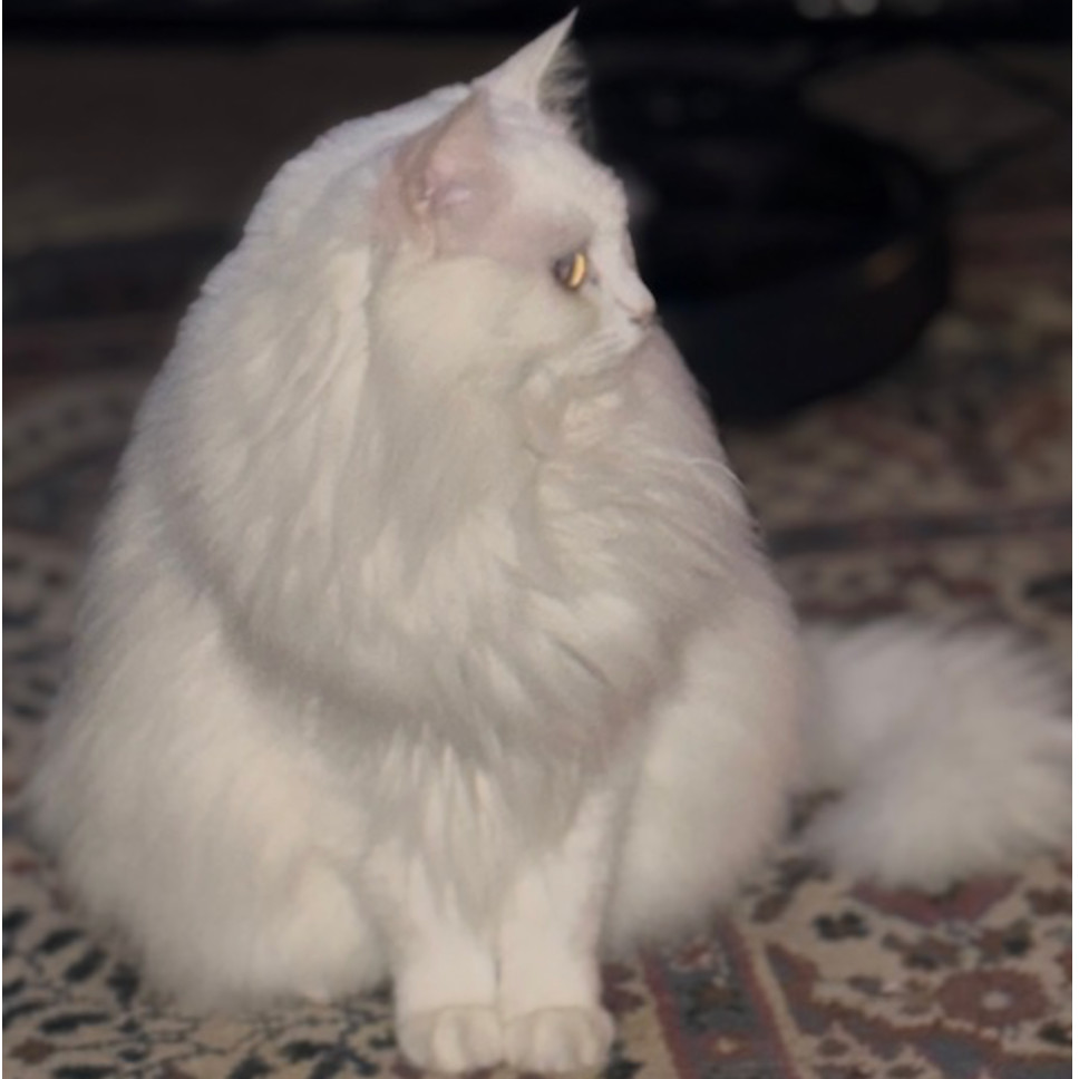 Sugar Shives (bonded w/Cleo Shives), an adoptable Ragdoll, Persian in Merrifield, VA, 22116 | Photo Image 1