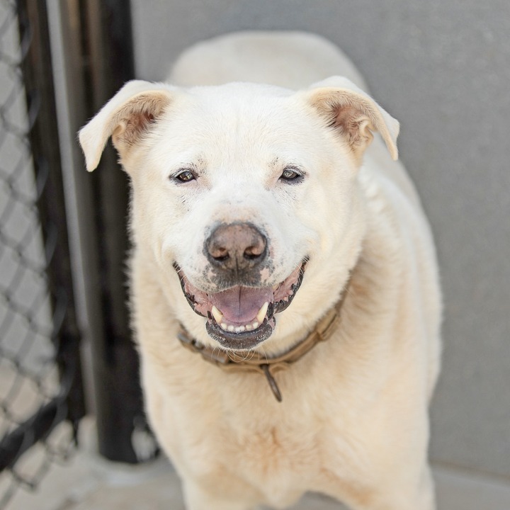 Ebenezer, an adoptable Akbash in Abilene, TX, 79602 | Photo Image 1