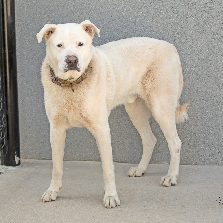 Ebenezer, an adoptable Akbash in Abilene, TX, 79602 | Photo Image 2