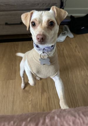 Animal Profile Jack Jack is a 2-year-old 9lb male Chihuahua that was at risk for euthanasia in San