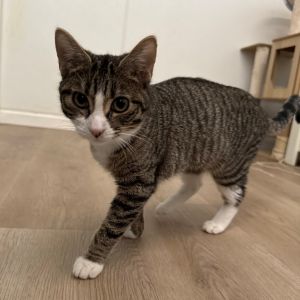 Dylan is the gentle heart of her trio - a curious kind and quietly playful sou