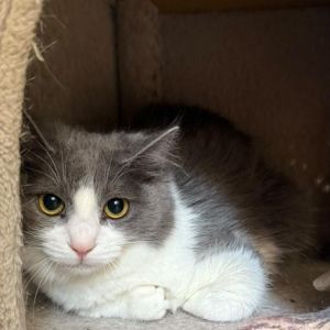 Natalie is a vision of elegance with her long flowing grey and white coat - truly stunning inside 