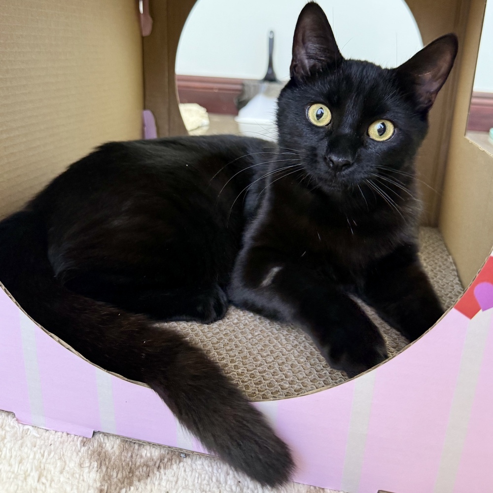 Binx
