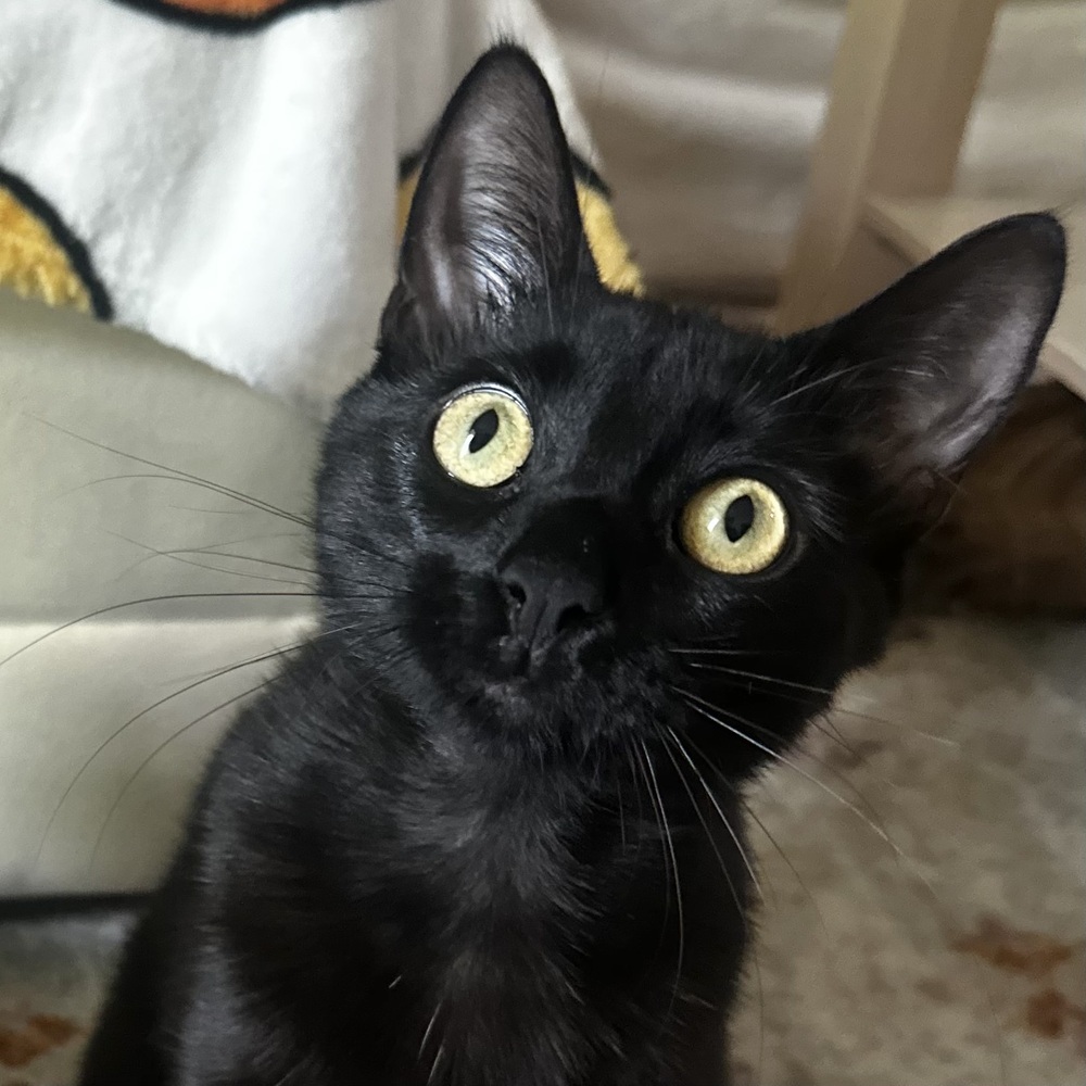 Binx