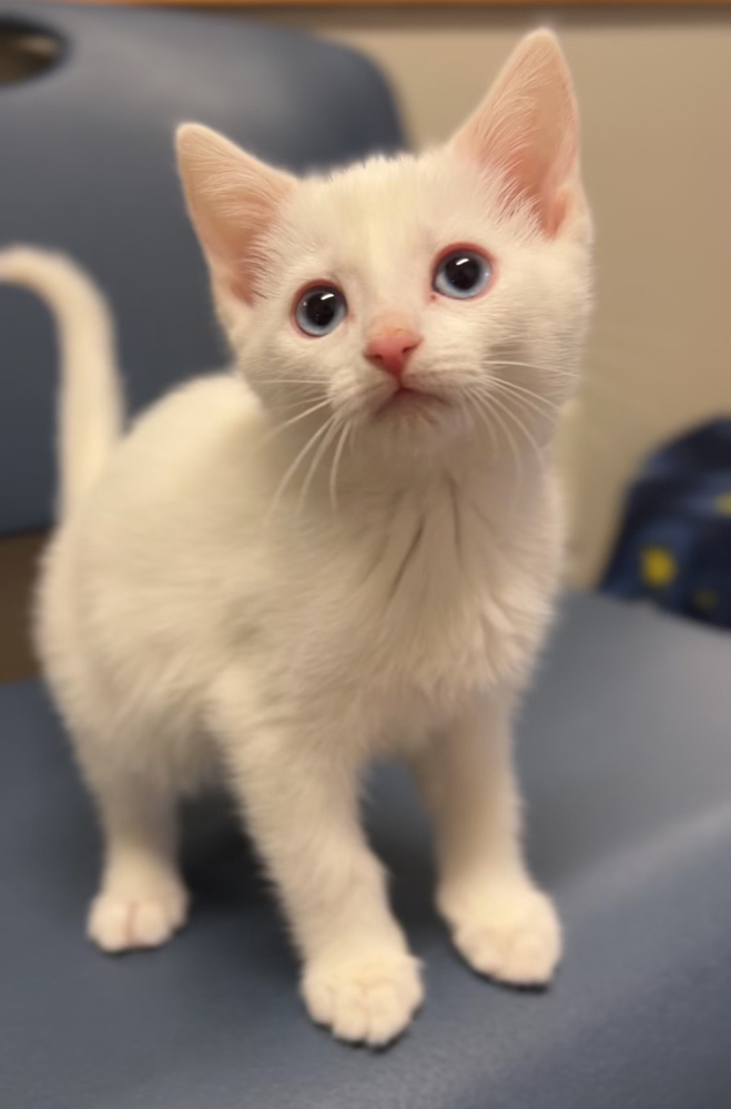 Aphrodite, an adoptable Domestic Short Hair in Bemidji, MN, 56601 | Photo Image 1