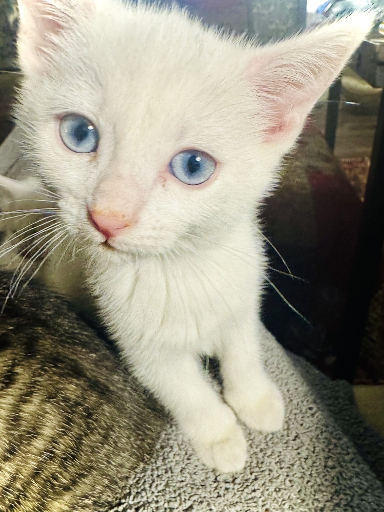Aphrodite, an adoptable Domestic Short Hair in Bemidji, MN, 56601 | Photo Image 2
