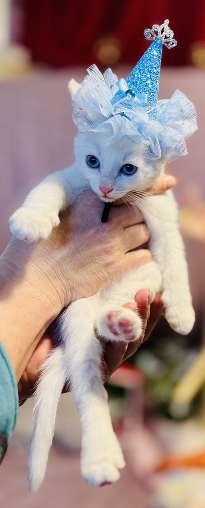Aphrodite, an adoptable Domestic Short Hair in Bemidji, MN, 56601 | Photo Image 3