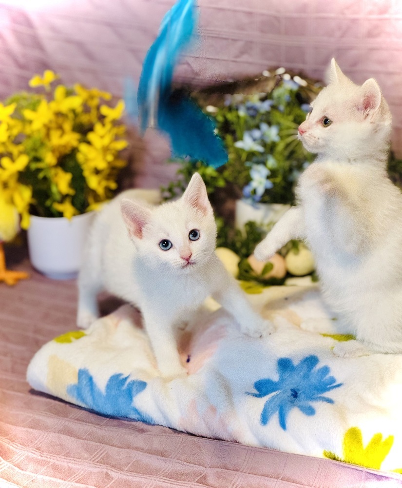 Aphrodite, an adoptable Domestic Short Hair in Bemidji, MN, 56601 | Photo Image 5
