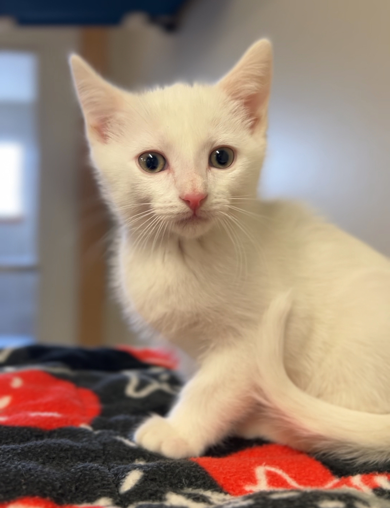 Besos, an adoptable Domestic Short Hair in Bemidji, MN, 56601 | Photo Image 2