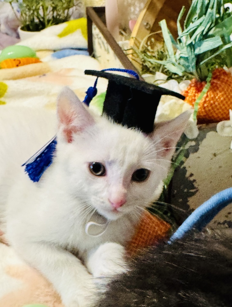 Besos, an adoptable Domestic Short Hair in Bemidji, MN, 56601 | Photo Image 3