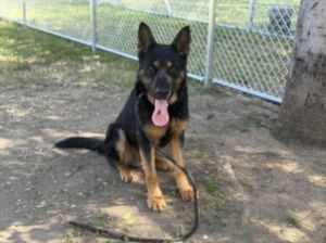 ROB German Shepherd Dog Dog