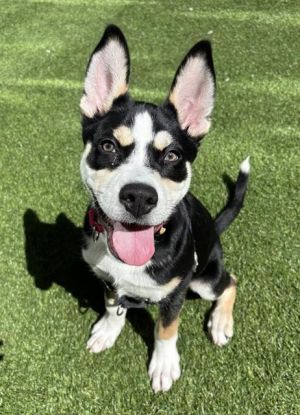This dapper pup has the handsome looks to steal your heart and the personality to seal the deal Li