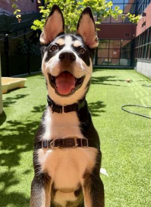 This dapper pup has the handsome looks to steal your heart and the personality to seal the deal Po