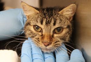 HEI HEI*, Senior Female Domestic Short Hair