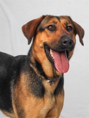 This gorgeous girl ended up at the shelter when her human became too ill to take