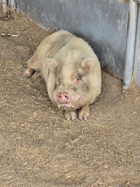 ROBERTO